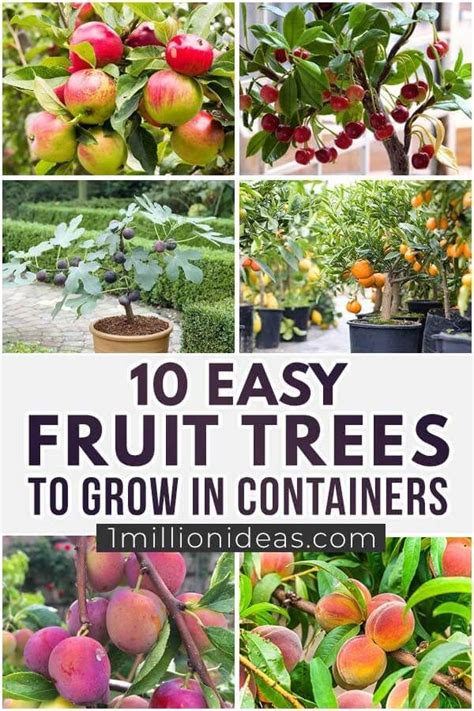 Easiest fruit to grow. Things To Know About Easiest fruit to grow. 
